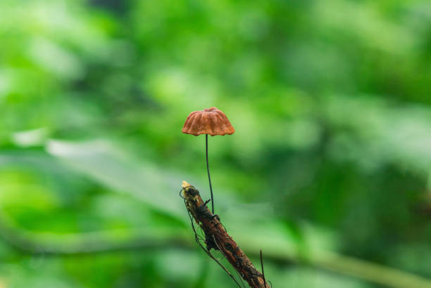 Solitary mushroom raises in the tip of a dead log