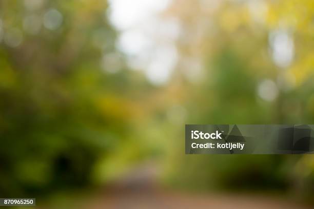 Fall Forest Colors Blurred Background Stock Photo - Download Image Now - Defocused, Natural Parkland, Public Park