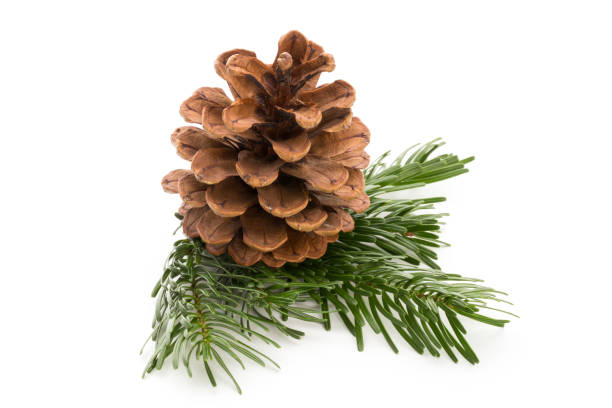 istock Christmas cone with red berries on a bokeh background. 870965456
