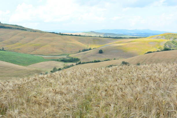 istock colors of the Tuscan hills 870967668