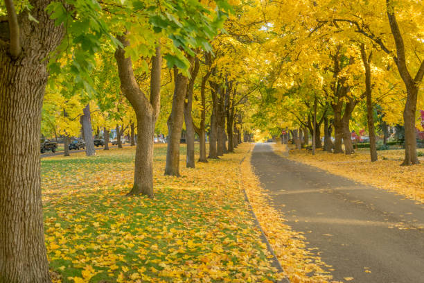 istock Fall is in the air and on the street 870967822