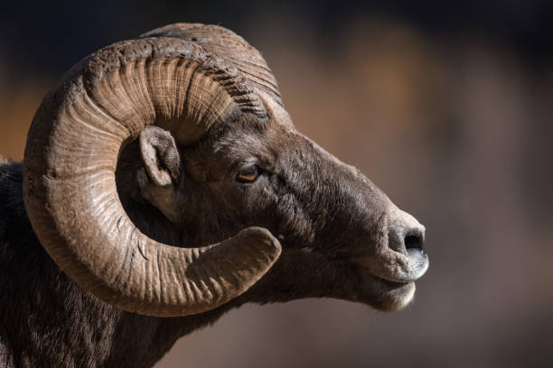 istock Rocky Mountain Bighorn Sheep 870968498