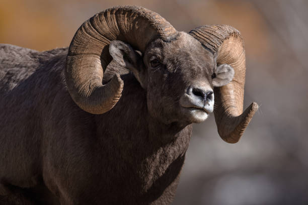 istock Rocky Mountain Bighorn Sheep 870968518
