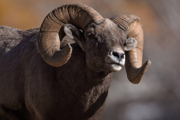 rocky mountain carneiro selvagem norte-americano - rocky mountain sheep - fotografias e filmes do acervo