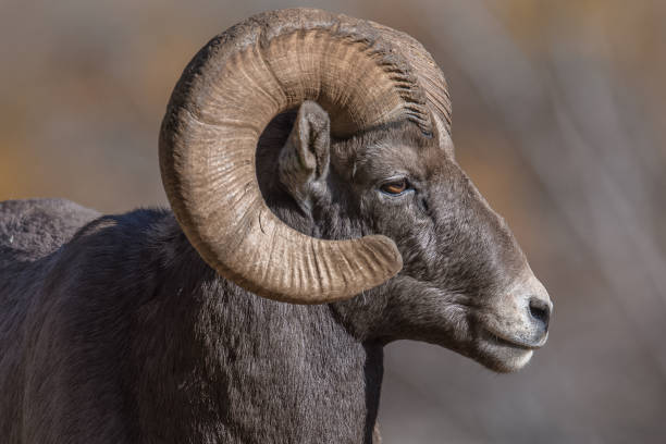 istock Rocky Mountain Bighorn Sheep 870968616