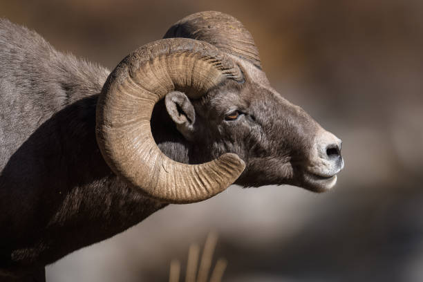 istock Rocky Mountain Bighorn Sheep 870968746