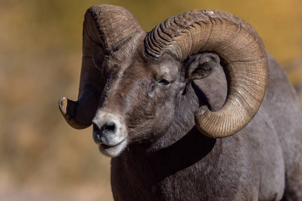 istock Rocky Mountain Bighorn Sheep 870970972