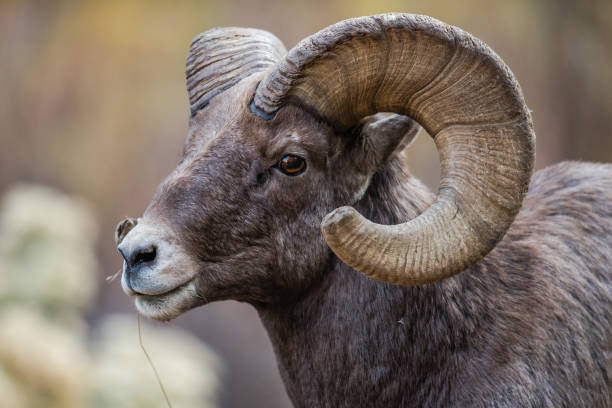 istock Rocky Mountain Bighorn Sheep 870971104