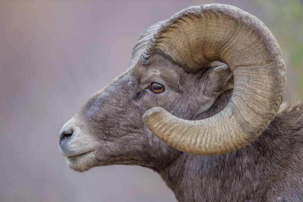 istock Rocky Mountain Bighorn Sheep 870971178