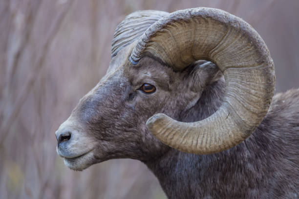 istock Rocky Mountain Bighorn Sheep 870971254