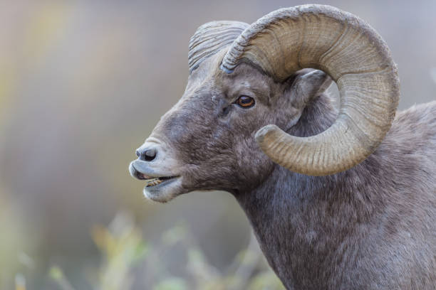 istock Rocky Mountain Bighorn Sheep 870971256