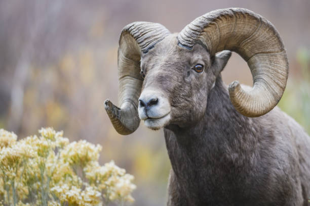 rocky mountain carneiro selvagem norte-americano - rocky mountain sheep - fotografias e filmes do acervo