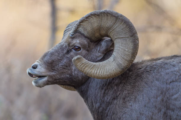 istock Rocky Mountain Bighorn Sheep 870971274