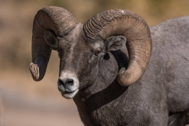 istock Rocky Mountain Bighorn Sheep 870971320