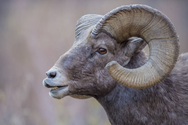 istock Rocky Mountain Bighorn Sheep 870971330