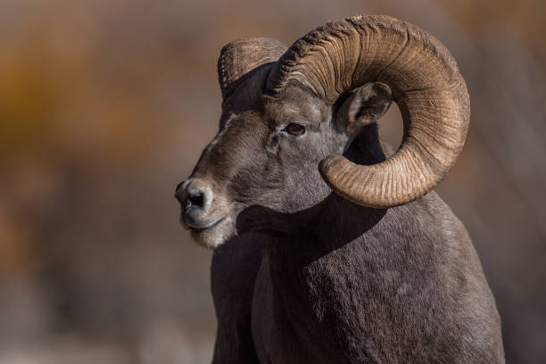 istock Rocky Mountain Bighorn Sheep 870971380