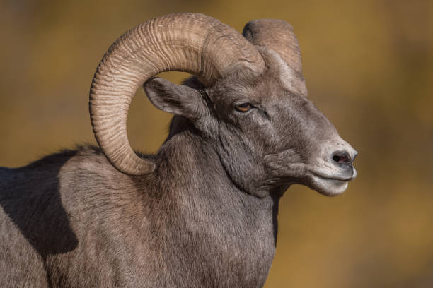 istock Rocky Mountain Bighorn Sheep 870971382
