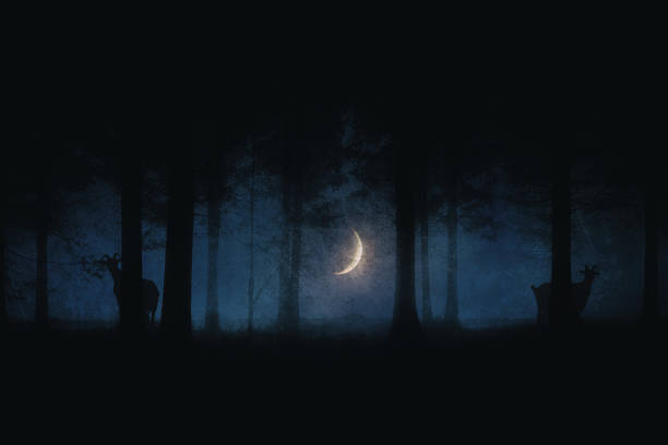 istock scary forest at night with moon and goats 870971456