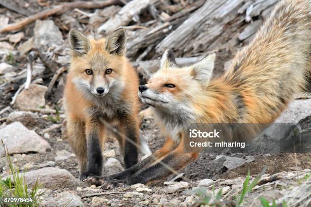 Red Fox Stock Photo - Download Image Now - Animal, Animal Behavior, Animals  In The Wild - iStock