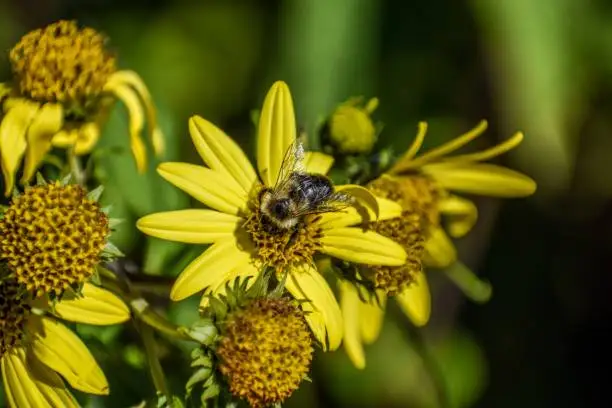 Closeup of a bumblebee sitting on a yellow flower