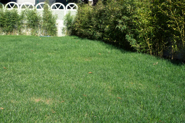 istock Wooden pergolas with grass garden and plants 870985516