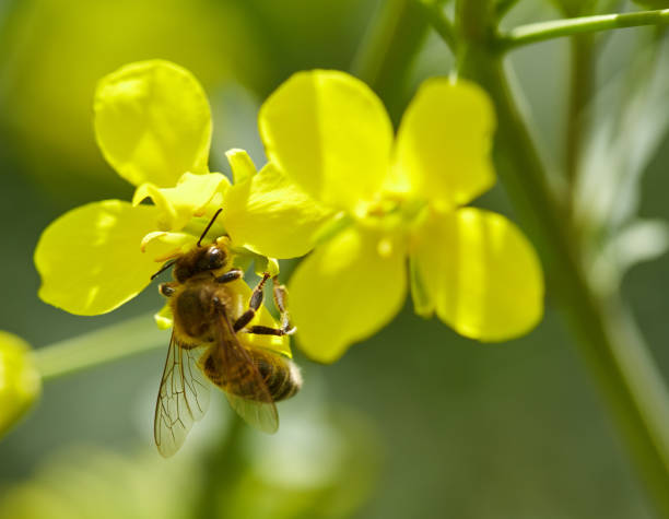 istock Honeybee on a canola flower 870986006