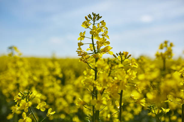 istock Canola flowers in closeup 870986022