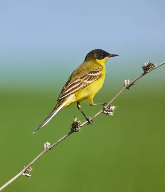 istock Black headed western yellow wagtail 870988482