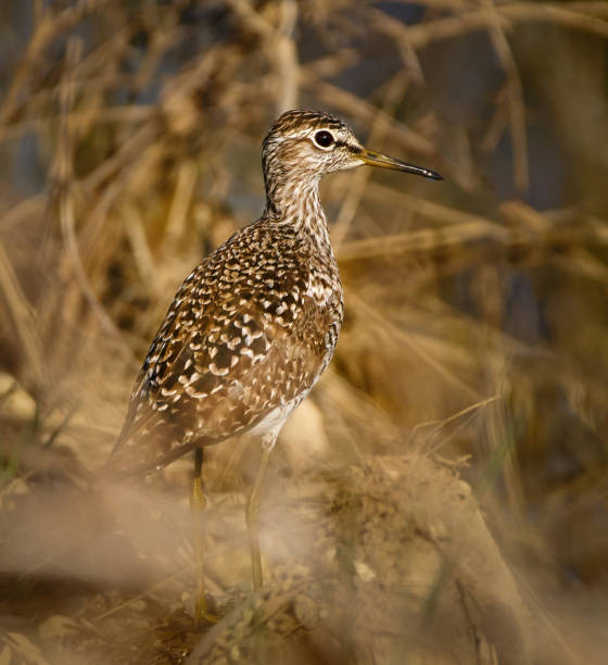 istock Sandpiper by the water 870988502
