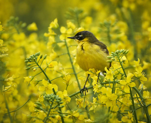 istock Yellow wagtail camouflaged in rape field 870988526
