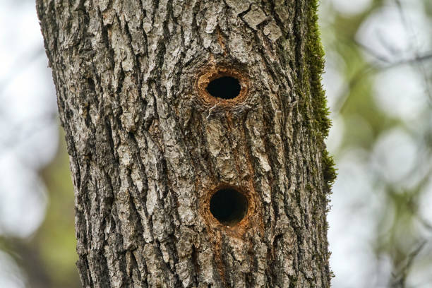 istock Woodpecker nests in an oak 870988558
