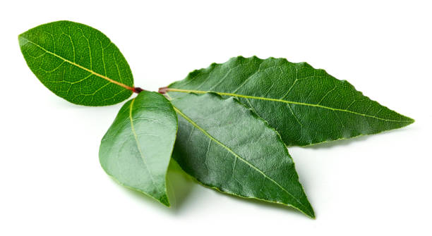 istock Bay leaves isolated on white 870989036