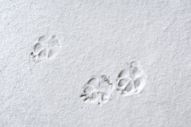istock Cat paw prints in the snow 870989100