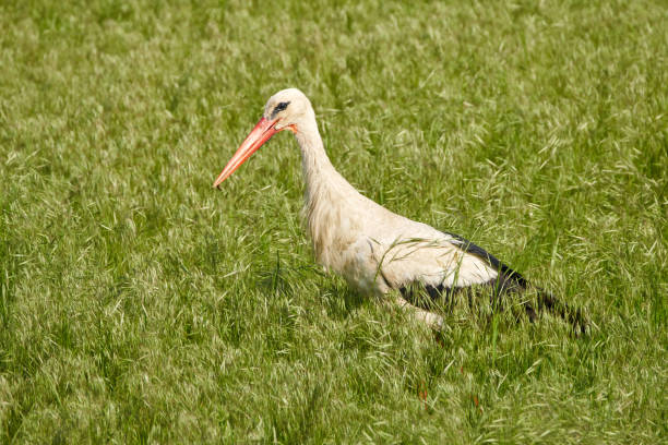 istock Big stork in the grass 870989294