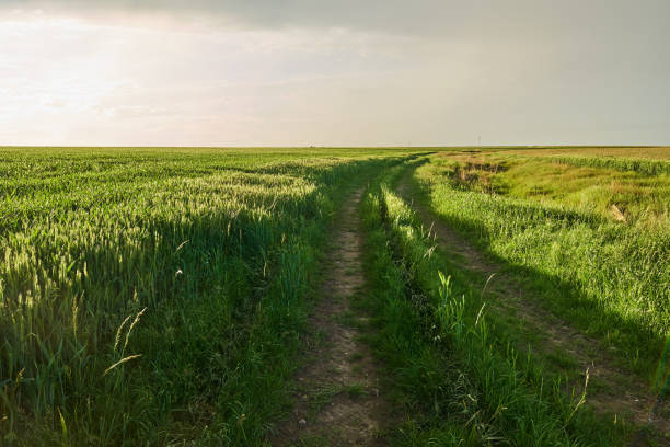 istock Rural road through wheat field 870989360