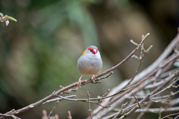 istock red browed finch 870989364