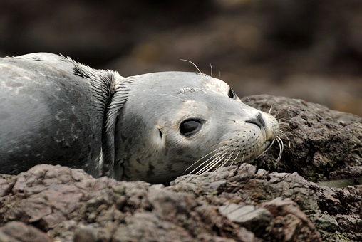 a Harbor Seal rests on a rock off of San Juan Island, Washington