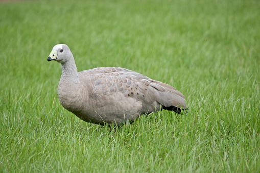 the  Cape Barren Goose is walking through the tall grass