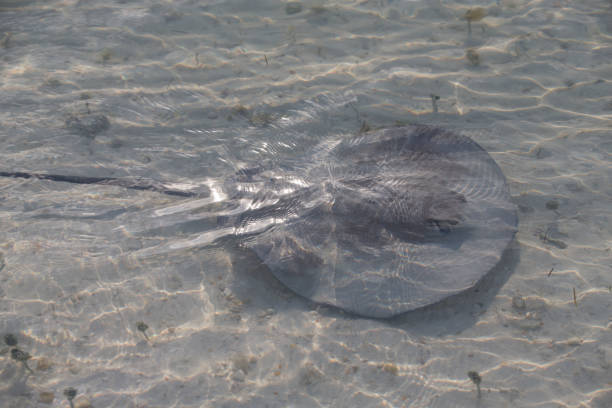 istock Stingray at Cayo Largo of Cuba 870993596