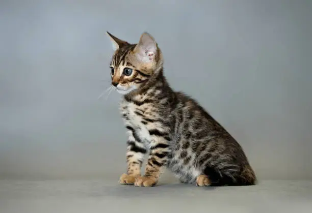 Photo of Bengal kitten