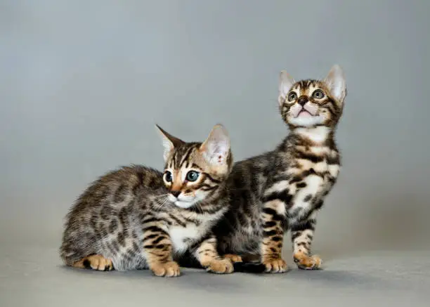 Photo of Bengal kitten