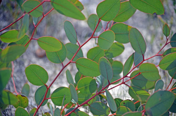New growth of Young Eucalyptus leaves in spring