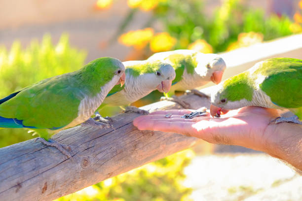 istock Amazon parrots are fed from a hand on Fuerteventura, Spain. 871002880