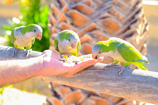 Loros Amazonas se alimentan de una mano en Fuerteventura, España. photo