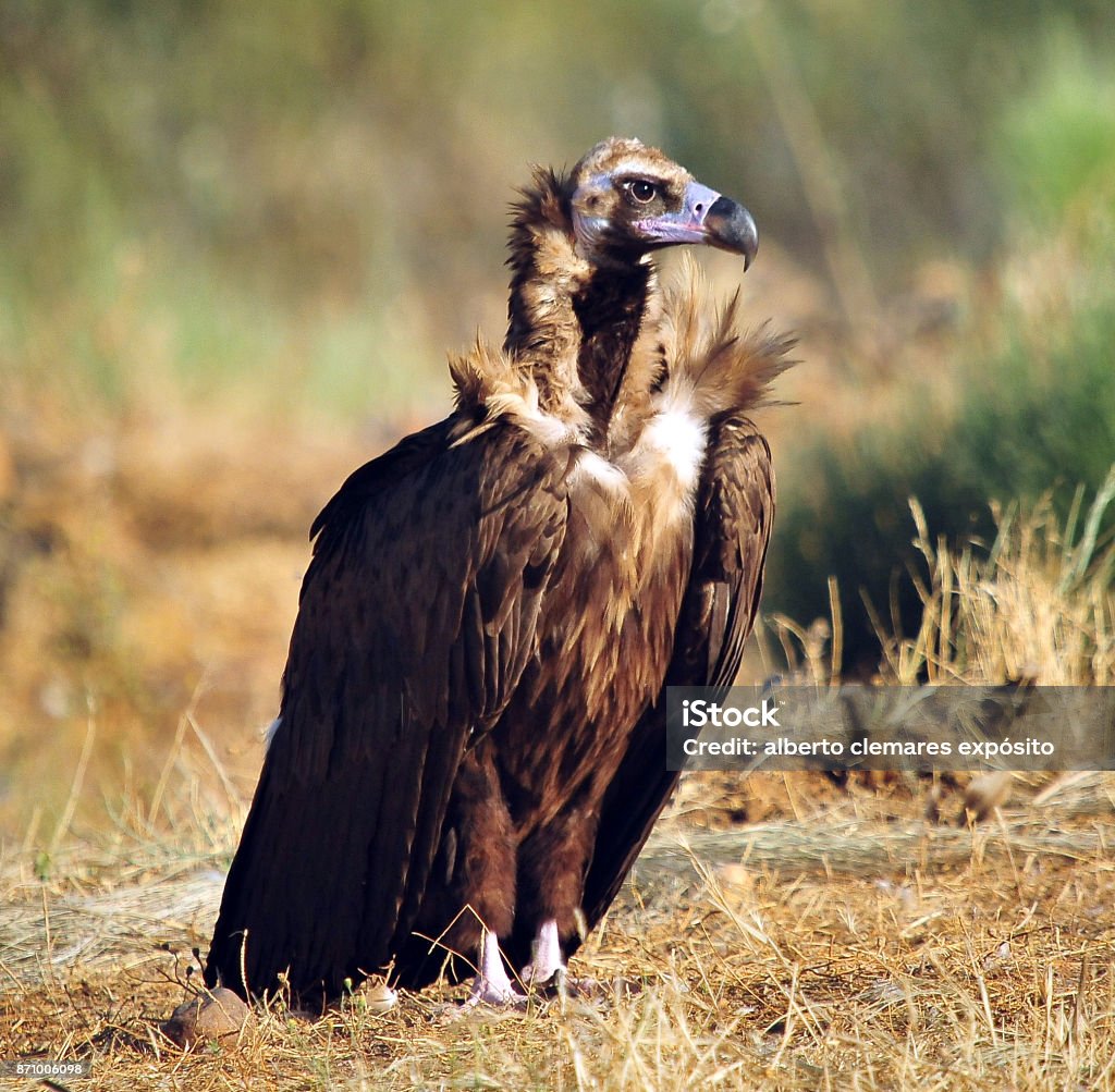 vulture vulture in spain Eurasian Black Vulture Stock Photo
