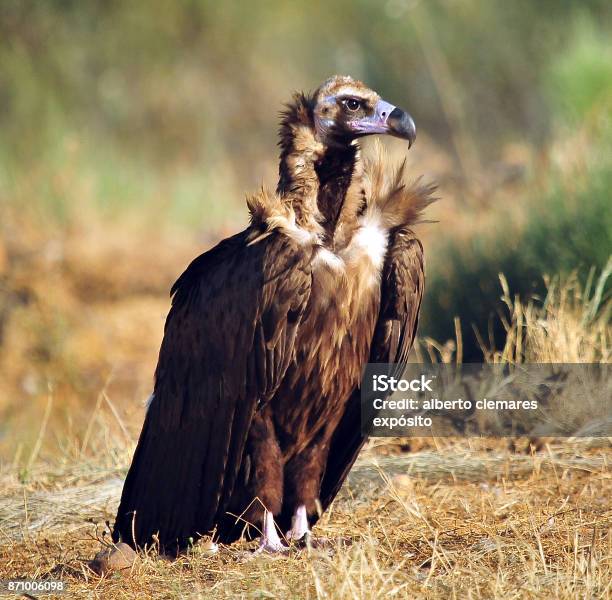Vulture Stock Photo - Download Image Now - Eurasian Black Vulture, Vulture, Bird