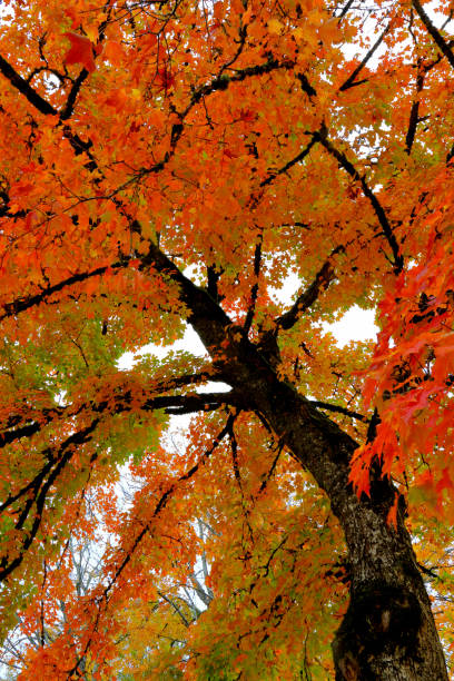 4 Seasons - Oregon Vineyard in Autumn stock photo