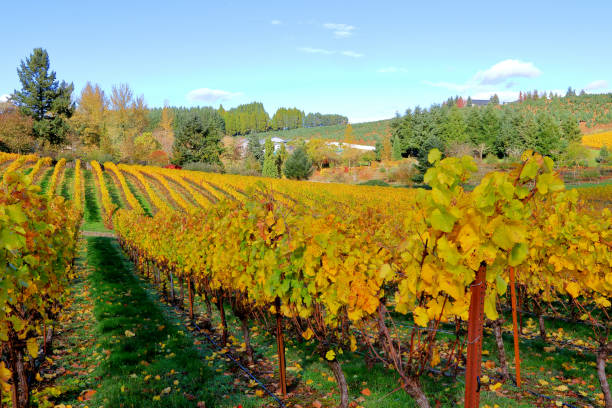 istock 4 Seasons - Oregon Vineyard in Autumn 871006608