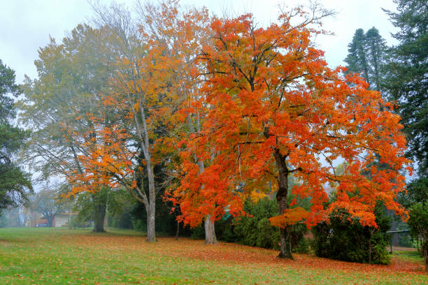 4 Seasons - Oregon Vineyard in Autumn stock photo