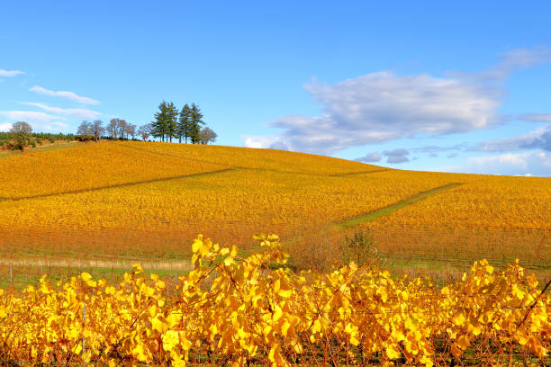 4 Seasons - Oregon Vineyard in Autumn stock photo
